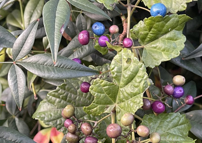 Mystery berries