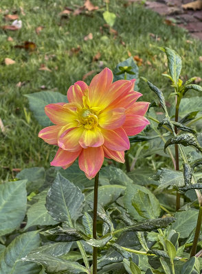 One last dahlia