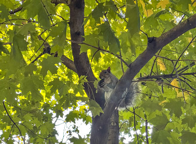 The modest squirrel