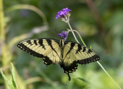 Last of the ragged swallowtails