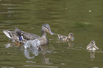 Mother mallard and the kids