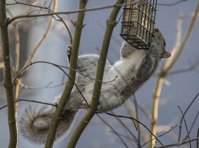 The acrobat