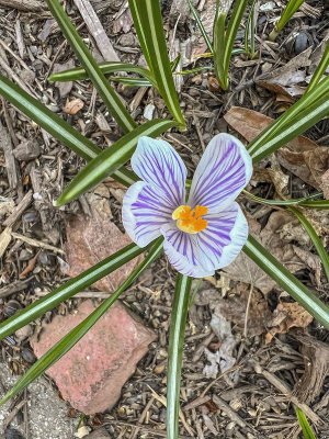 Last crocus