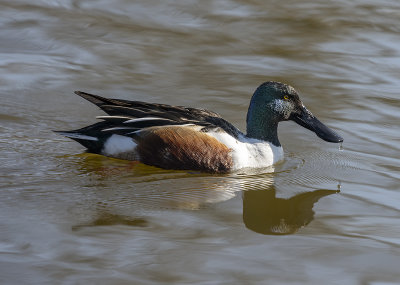 Dripping northern shoveler