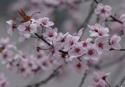 Plum tree in bloom