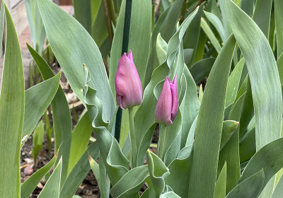 First tulips of the season!