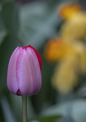 Spring in the front garden