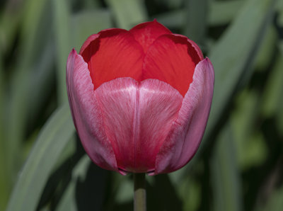 Surprise tulip