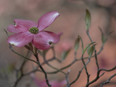 Dogwood season