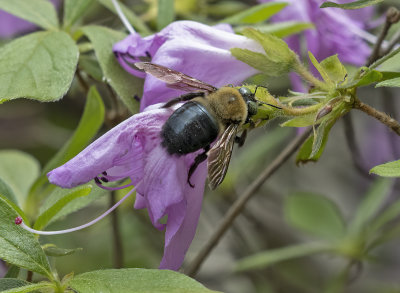 Bee busy with the azaleas