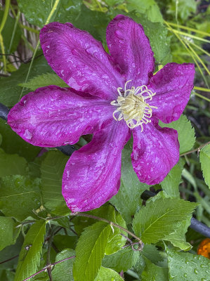 The exceptional clematis