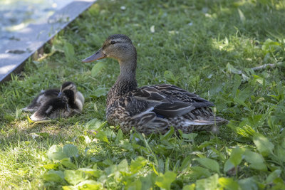 Mother mallard and the kids