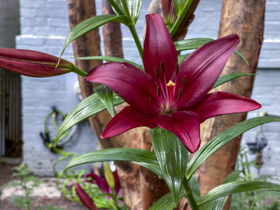 Wine-red lily