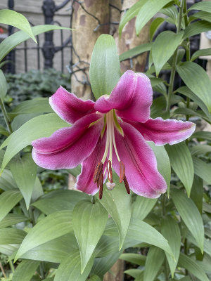 Neighboring lily
