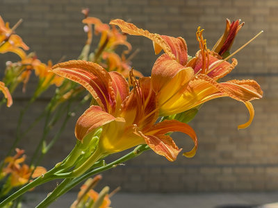 Daylilies at the monastery