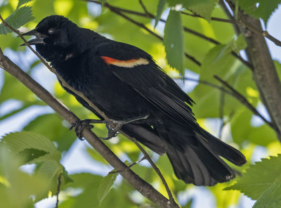 Calling Mrs. Blackbird