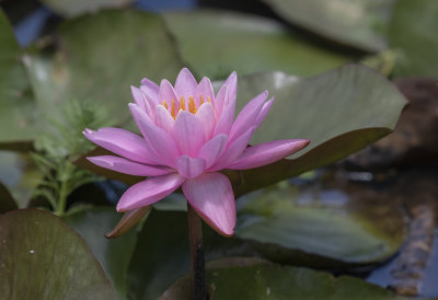 Complementing the lotuses