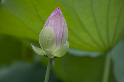 Budding lotus