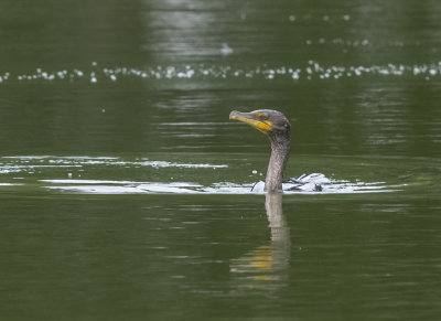 Cormorant on a mission