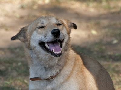 Sahraa, the Kuwaiti Desert Dog