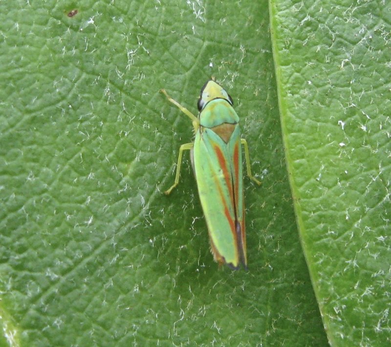 Graphocephala fennahi  - Rhododendron strit .jpg