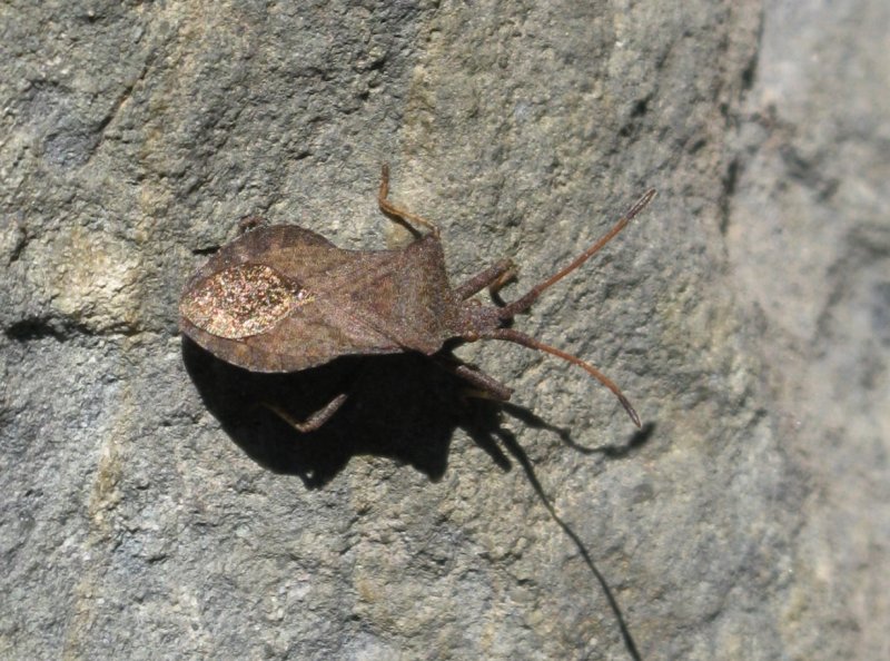 Coreus marginatus.jpeg