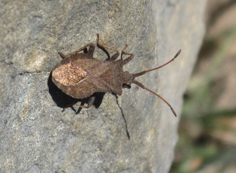 Coreus marginatus.jpeg