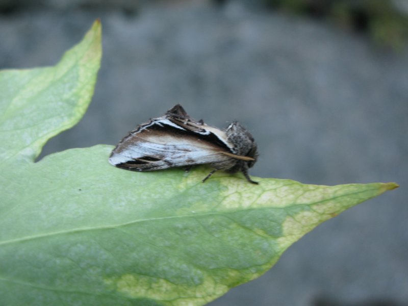 Pilporslinsvinge - Pheosia tremula.jpeg