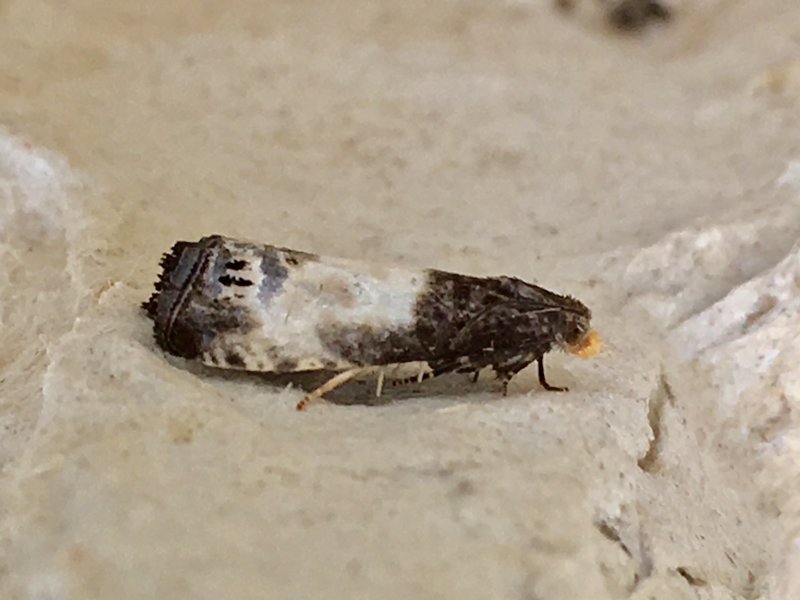 Större nyponvecklare - Notocelia cynosbatella.jpeg