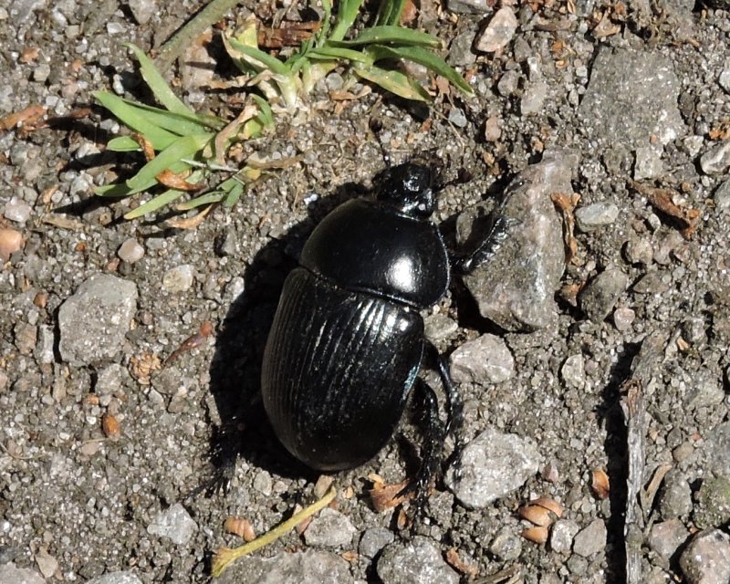 Geotrupes spiniger - Sandtordyvel.jpeg