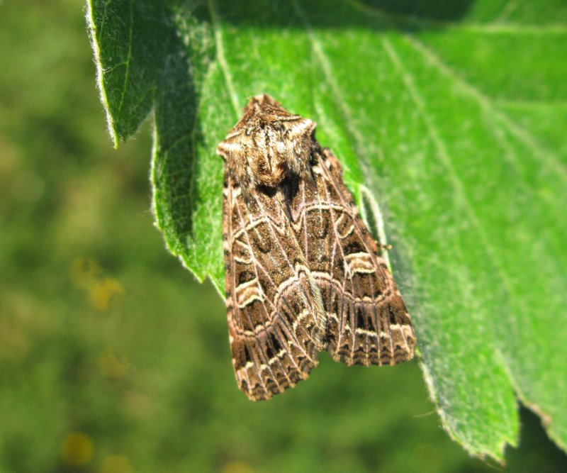 Vitribbat lundfly - Sideridis reticulatajpeg