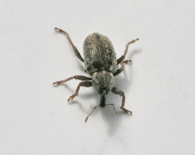 Hypera nigrirostris - Grn kokongvivel.jpg