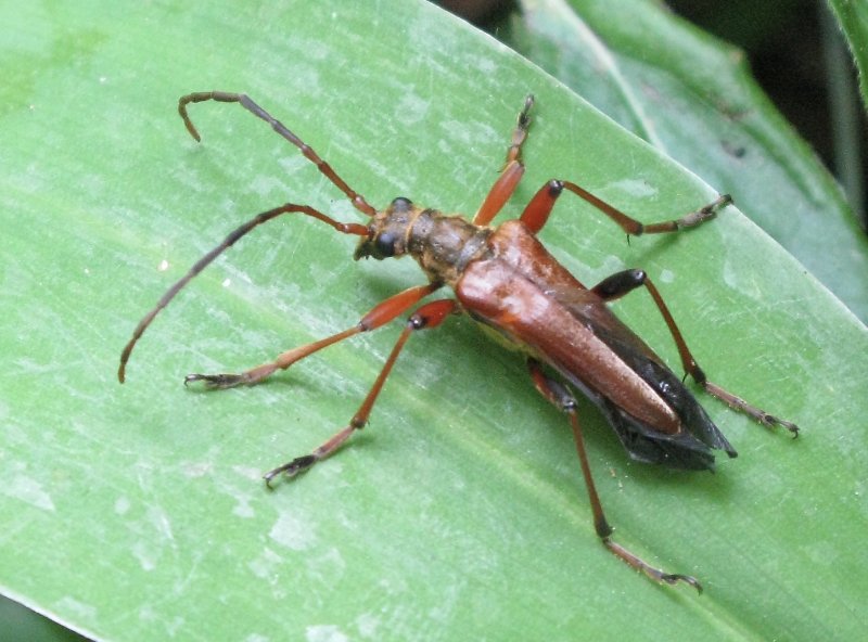 Lundbock - Stenocorus meridianus, hona