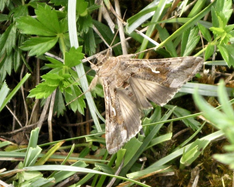 Gammafly - Autographa gamma - .jpg