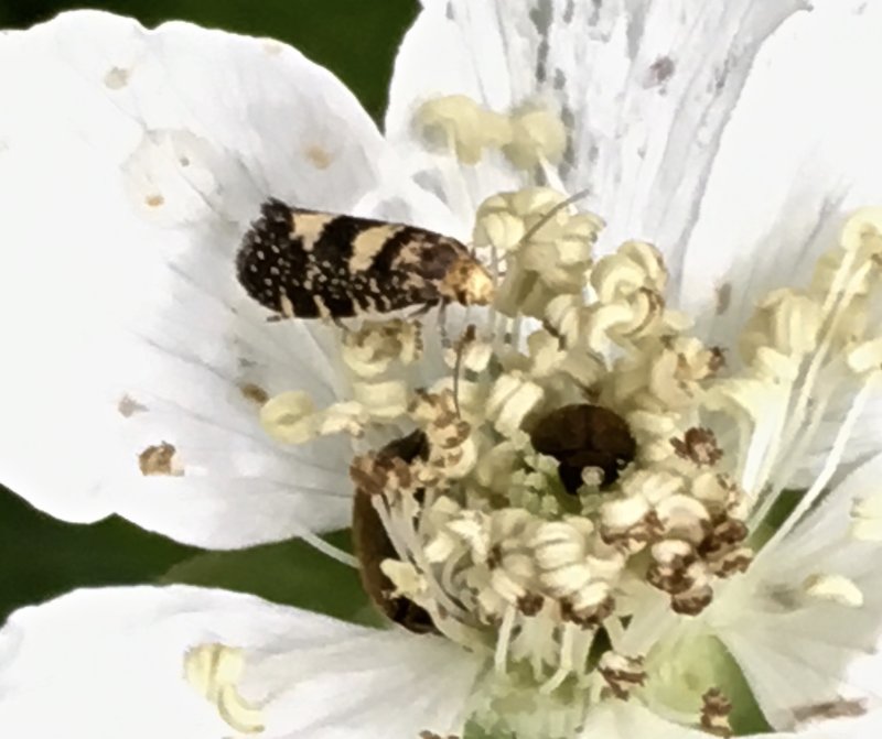 Hallonknoppmal - Lampronia corticella.jpeg