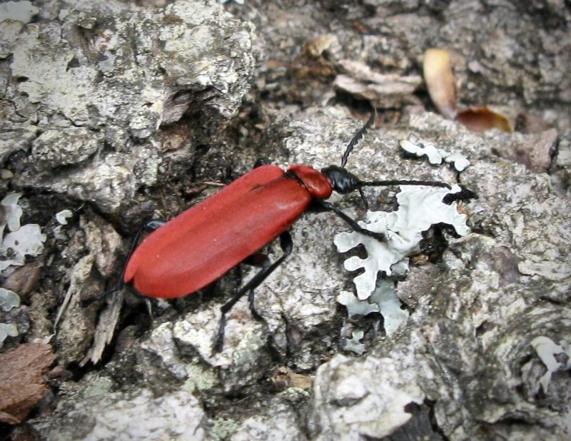Pyrochroa coccinea - Stor kardinalbagge .jpg