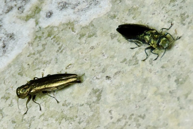 Agrilus populneus - Stor aspsmalpraktbagge .jpeg