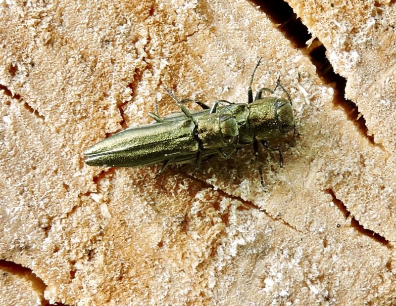 Agrilus populneus - Stor aspsmalpraktbagge .jpeg