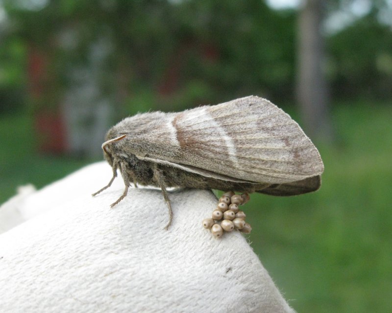 Lasiocampidae - delspinnare