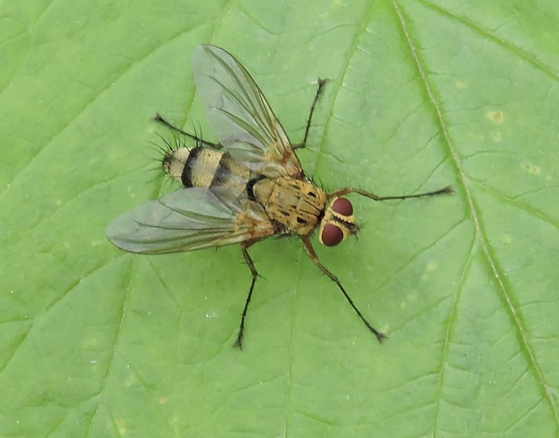 Dexiosoma caninum.jpeg