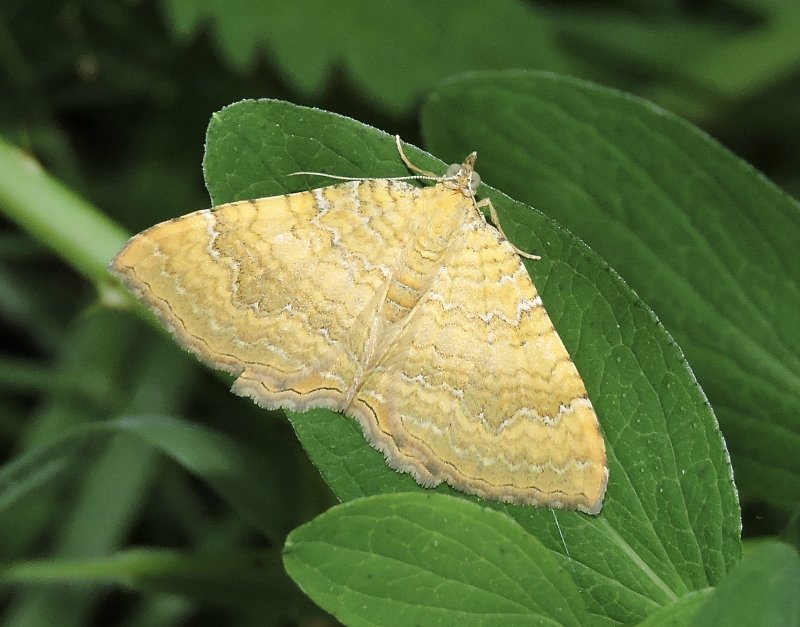 Gulvingad fältmätare - Camptogramma bilineata - Yellow Shell Moth.jpg