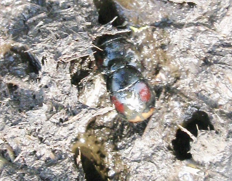 Sphaeridium scarabaeoides.jpeg