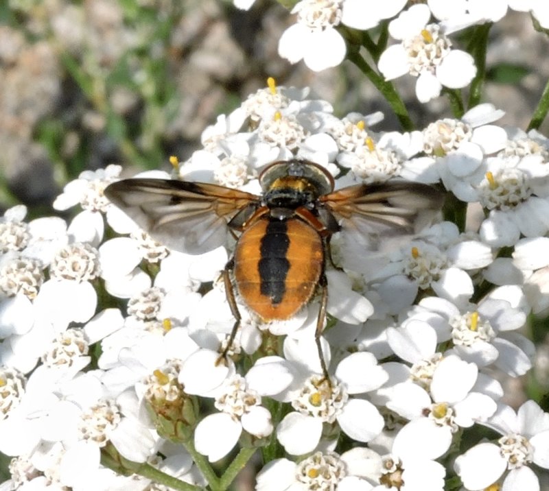 Phasia hemiptera.jpeg