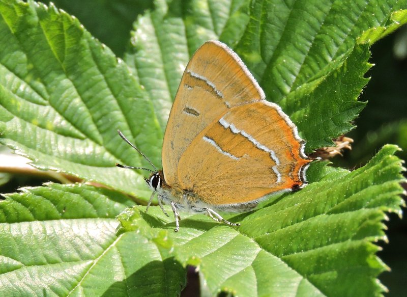 Eldsnabbvinge - Brown Hairstreak - Thecla betulae -  .jpg