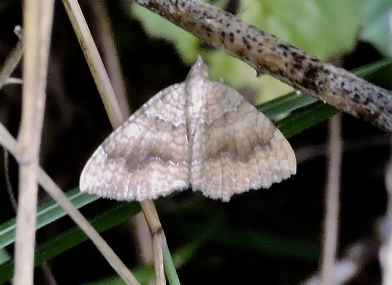 Gulvingad fältmätare - Camptogramma bilineata - Yellow Shell Moth.jpg