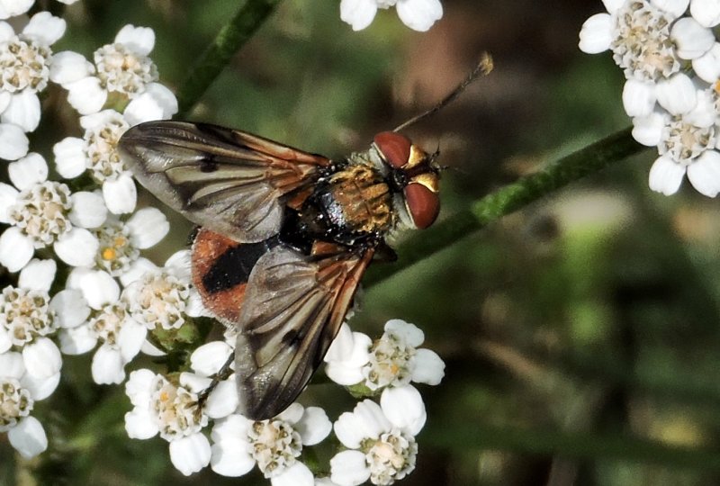 Phasia hemiptera.jpeg