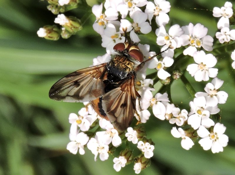 Phasi hemiptera.jpeg