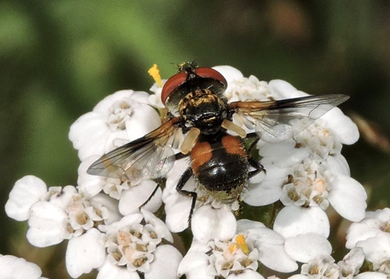 Ectophasia crassipennis_.jpeg