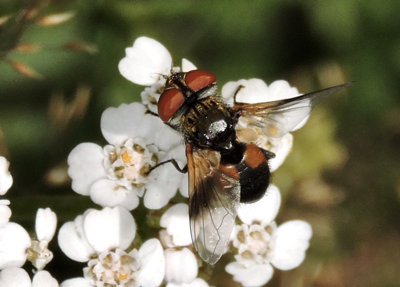 Ectophasia crassipennis.jpeg