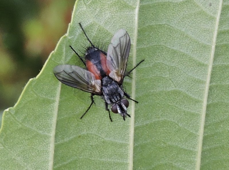 Eriothrix rufomaculatusjpeg